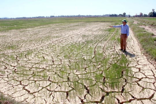 Nghệ An: Hạn hán khốc liệt, đồng ruộng nứt toác