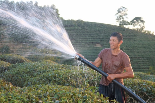 Nông dân Nghệ An gồng mình chống 'cháy' cho chè