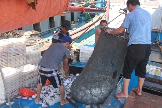Vươn khơi đánh bắt mùa nắng nóng, ngư dân Nghệ An trúng đậm hải sản