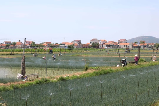 Muôn kiểu tránh nắng nóng của người trồng hành ở Nghệ An 