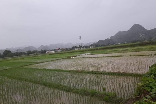 Nghệ An: Nhiều nơi đón cơn mưa 'vàng'