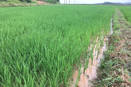 Mưa 'vàng' giải nhiệt, cứu 1.500 ha lúa khô hạn ở Đô Lương