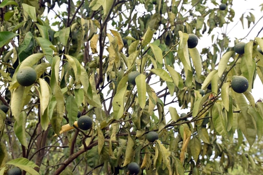 Nắng nóng khiến 'thủ phủ cam Vinh' héo quắt 