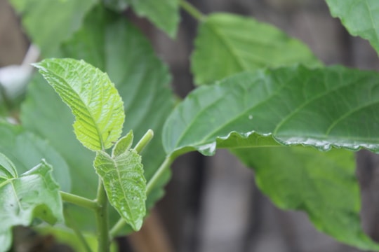 Người đàn ông bị ngộ độc, tiểu tiện ra máu do ăn lá lộc mại