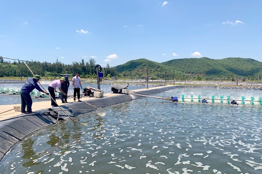 Tín dụng chính sách thúc đẩy phát triển kinh tế ở Diễn Châu