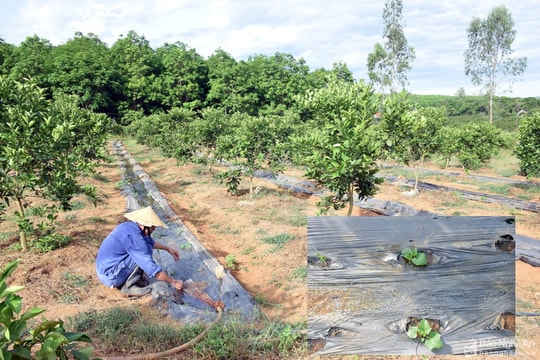 Muôn kiểu chống hạn cho cây 'tiền triệu' trong nắng gắt ở Nghệ An