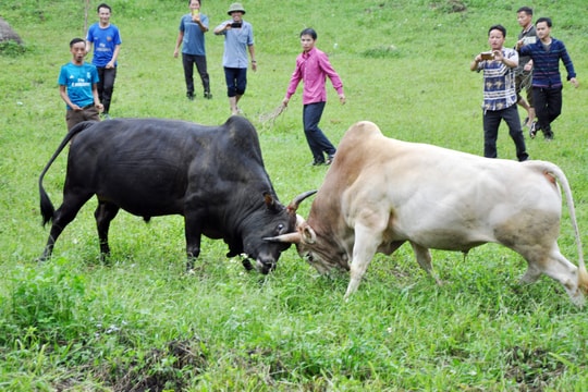 Lên rẻo cao Nghệ An xem hội chọi bò của người Mông