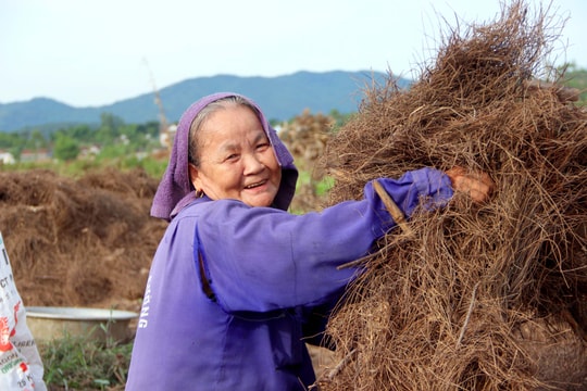 'Đến hẹn', cả làng lại dậy sớm vào rừng săn 'lá vàng' tại Nghệ An