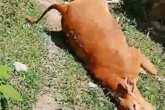 Có hiện tượng bò chết bất thường ở huyện vùng cao Nghệ An