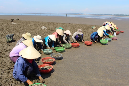 Nhọc nhằn nghề cào ngao thuê ở Nghệ An giữa trời nắng gắt