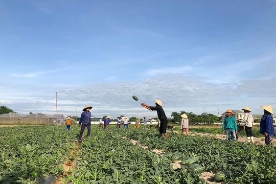 Nghệ An: Gần 260.000 hộ hội viên đăng ký trở thành hộ nông dân sản xuất kinh doanh giỏi