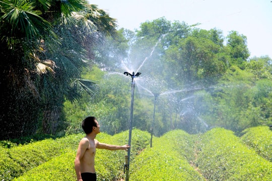 Trời nắng như đổ lửa, nông dân Nghệ An nỗ lực cứu cây chè