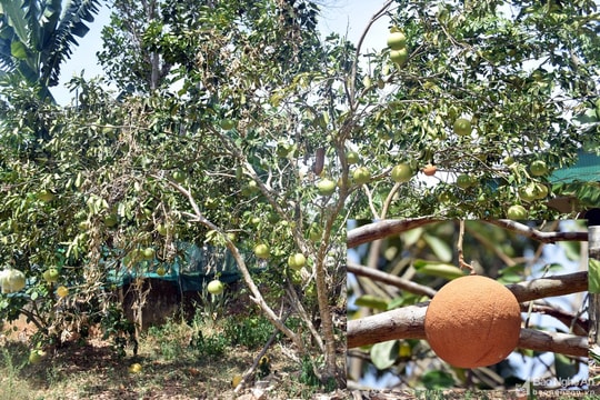 Nghệ An: Nắng nóng gay gắt kéo dài, thanh long, bưởi khô héo xác xơ