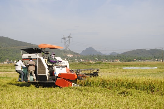Huyện Yên Thành có 3.577 hộ tham gia bảo hiểm cây lúa vụ hè thu - mùa