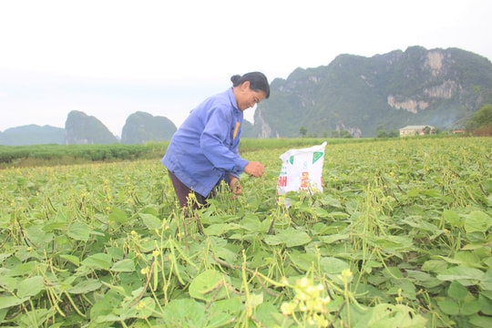 Giống cây trụ vững giữa nắng hạn miền Tây Nghệ An cho thu nhập cao