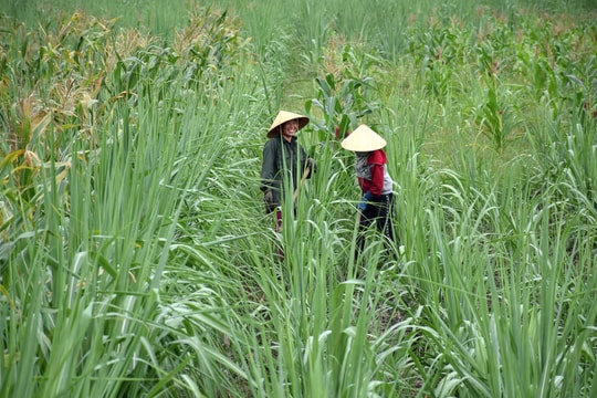 Công ty CP Mía đường Sông Con đồng hành cùng nông dân chăm sóc mía trong nắng nóng