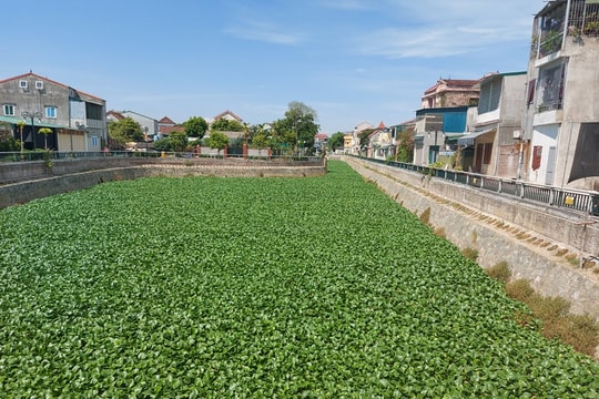 Bèo tây phủ xanh bề mặt hào Thành cổ Vinh