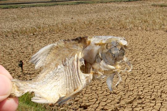 Vấn đề nắng nóng, hạn hán và cháy rừng làm 'nóng' nghị trường kỳ họp HĐND tỉnh 