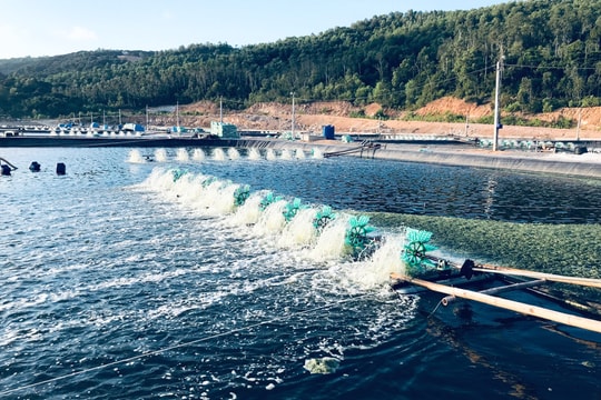 'Nóng' tình trạng đầm tôm xả thải gây ô nhiễm môi trường