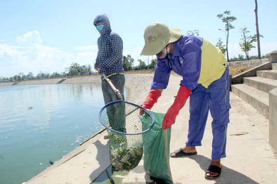 Sau phản ánh của Báo Nghệ An, cá chết tại hồ điều hòa TP Vinh đã được thu gom