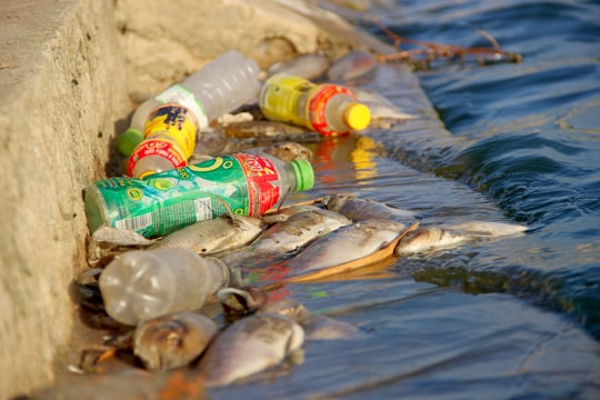 Ô nhiễm 'kép' đang 'bức tử' môi trường hồ điều hòa ở TP.Vinh