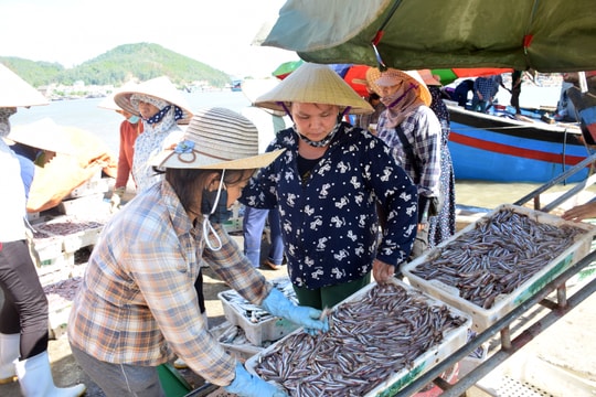 Cá trỏng ở Nghệ An chạm mức giá kỷ lục