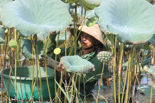 Nông dân Nghệ An lội hồ sâu ngập bụng thu hái gương sen