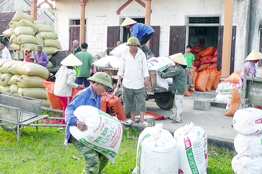 Hiệu quả từ liên kết của các HTX ở Yên Thành 