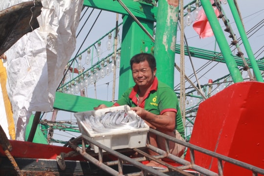 Tàu thuyền Nghệ An về tránh áp thấp nhiệt đới với lượng lớn cá hố giá trị