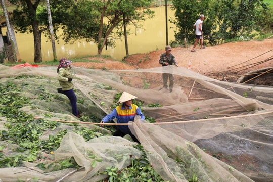 Xem thôn nữ Nghệ An thoăn thoắt 'trèo trám' không thua cánh mày râu