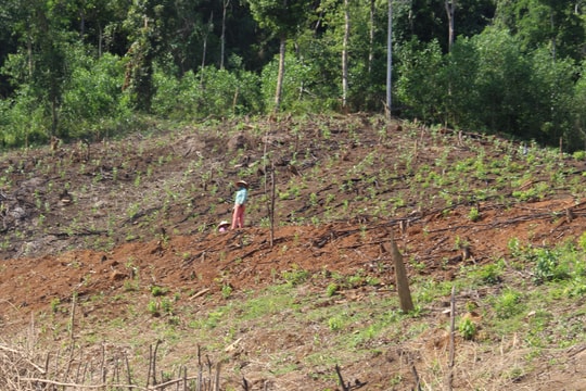 Quỳ Châu xử lý 40 vụ phá rừng tự nhiên để trồng keo