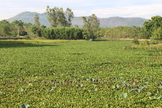 Vất vả 'giải cứu' kênh mương ở Yên Thành 'nghẹt thở' vì bèo tây