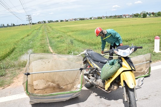 Chạy xe máy khắp đồng săn 'tôm bay' thu tiền triệu mỗi ngày