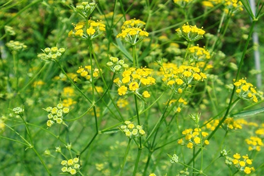 Loại cây mọc hoang dã ở đồng muối được nông dân Nghệ An săn tìm