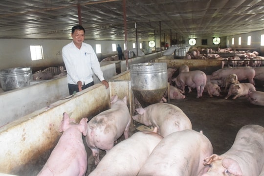 Nghệ An: Giá thịt lợn ở chuồng và chợ chiều hướng giảm mạnh, siêu thị vẫn mức cao