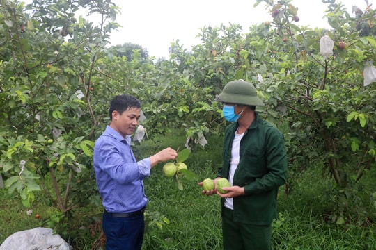 Nông dân Nghệ An có thu nhập quanh năm nhờ trồng ổi rải vụ 