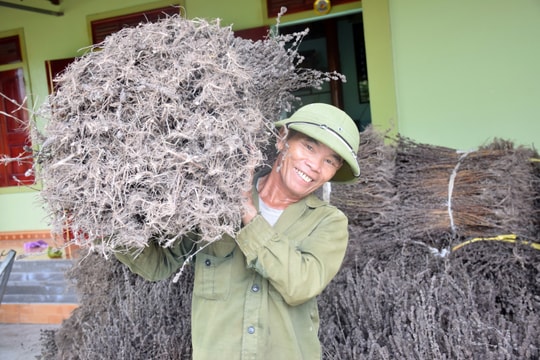 Nông dân Nghệ An kiếm bộn tiền từ trồng nhân trần trên đất khô hạn 