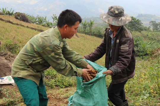 Gừng Kỳ Sơn (Nghệ An) có giá cao nhất từ trước đến nay 