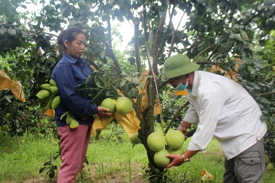 Nông dân Con Cuông được mùa bưởi, thu lãi hàng trăm triệu mỗi vườn