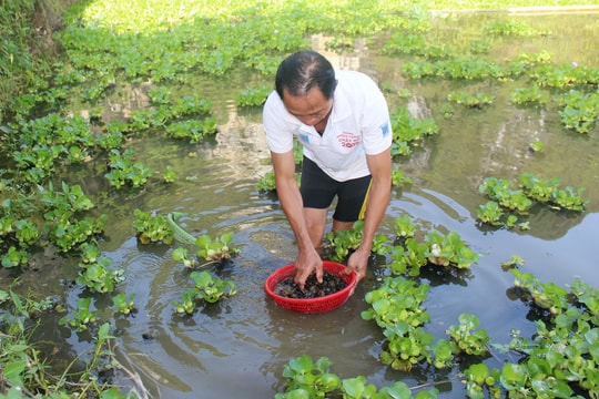 Ông nông dân đưa ốc bươu đen Quỳnh Lưu về nuôi 'thu lãi lớn' trên đất Anh Sơn 