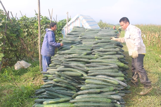 Nông dân Anh Sơn trồng bí xanh trái vụ trên đất ruộng đạt giá cao kỷ lục