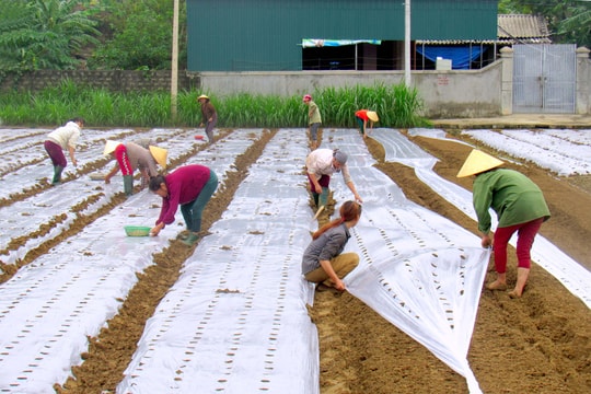 Sản xuất vụ đông 2020 như thế nào để 'chắc ăn' ở Nghệ An