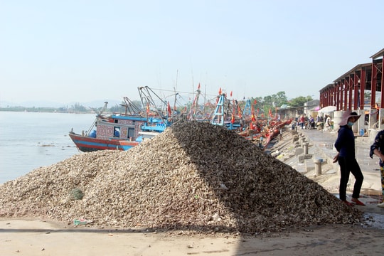 Nghệ An: Hệ lụy từ hàng tấn vỏ ốc đổ tràn lan khu vực cảng cá