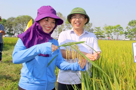 Vì sao Nghệ An vẫn được mùa hè thu dù sản xuất trong nắng nóng kéo dài?