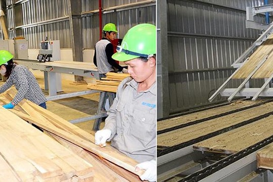 Nghệ An sẽ tổ chức chuỗi sự kiện 'Lâm nghiệp Việt Nam - 75 năm hình thành và phát triển'