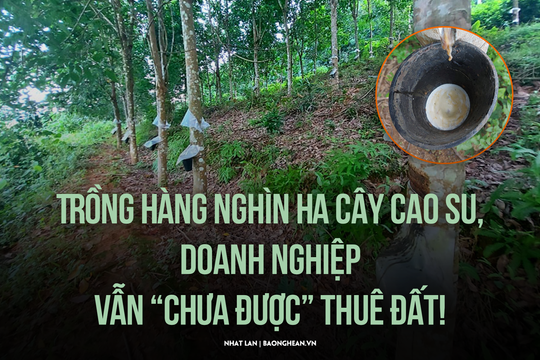 Trồng hàng nghìn ha cây cao su, doanh nghiệp vẫn 'chưa được' thuê đất!
