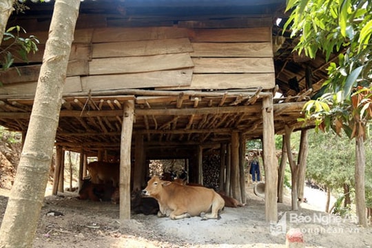 Cụ bà ở Nghệ An bị bò nhà húc thủng bụng