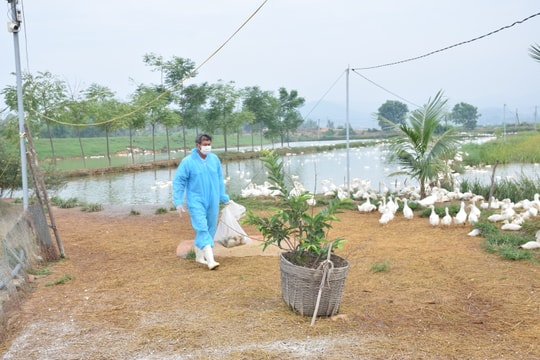 Thêm trại vịt ở Yên Thành nhiễm dịch cúm gia cầm A/H5N6