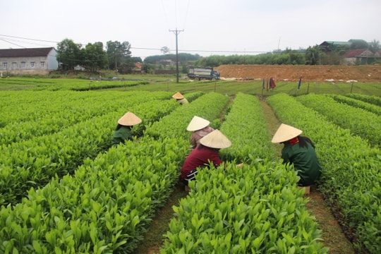 Quy hoạch lâm nghiệp Nghệ An phải phù hợp với chiến lược phát triển kinh tế - xã hội
