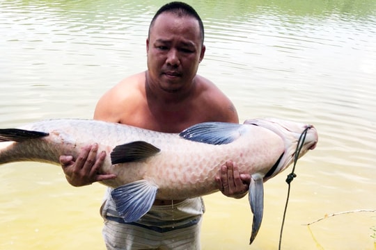Cần thủ ở Nghệ An câu được con cá trắm đen 'khủng' 36 kg